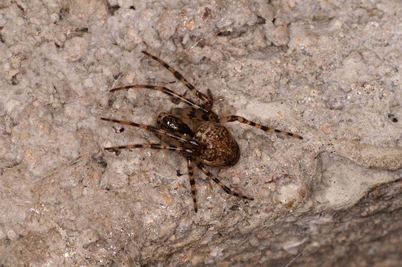 Meta_merianae_D5174_Z_89_Les Gris_Frankrijk.jpg